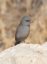 Black-Chinned Sparrow