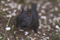Black Chipmunk Royalty Free Stock Photo