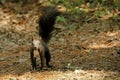 Black chipmunk stand on ground Royalty Free Stock Photo