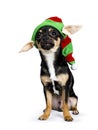 Chiwawa sitting with funny christmas/elf hat Royalty Free Stock Photo