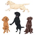 Labrador dogs isolated on white background.