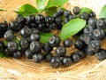 Black chokeberries Royalty Free Stock Photo