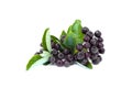 Black Chokeberries Aronia Melanocarpa with leaves