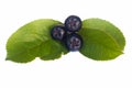 Black chokeberries Royalty Free Stock Photo