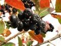 Black chokeberry Royalty Free Stock Photo