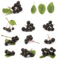 Black chokeberry Royalty Free Stock Photo