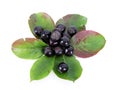 Black Chokeberry (Aronia)