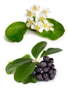 Black chokeberry (Aronia melanocarpa)