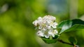 Black Chokeberry Aronia melanocarpa blossom. Close-up of Black Chokeberry flowers with white petals and pink anthers Royalty Free Stock Photo