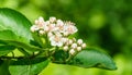 Black Chokeberry Aronia melanocarpa blossom. Close-up of Black Chokeberry flowers with white petals and pink anthers Royalty Free Stock Photo