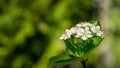 Black Chokeberry Aronia melanocarpa blossom. Close-up of Black Chokeberry flowers with white petals and pink anthers on blurred Royalty Free Stock Photo