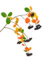 Black chokeberry (Aronia melanocarpa) branch