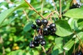 Black chokeberry(aronia melanocarpa) bush with ripe berries Royalty Free Stock Photo