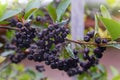 Black Chokeberry Aronia melanocarpa in orchard.