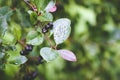 Black Chokeberry, Aronia melanocarpa plant in orchard