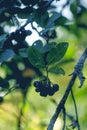 Black Chokeberry, Aronia melanocarpa plant in orchard with healthy black ripe berries