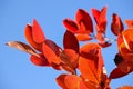 Black chokeberry Aronia melanocarpa. Red leaves against the blue sky. Autumn sunny day. Royalty Free Stock Photo