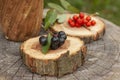 Black chokeberry Aronia melanocarpa rowan berry wooden board