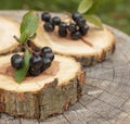 Black chokeberry Aronia melanocarpa wooden log board background