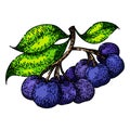 black chokeberry aronia sketch hand drawn vector