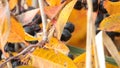 Black chokeberry Aronica melanocarpa bushes grow on shore of lake