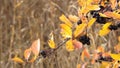 Streamers arranged mating games on the fruits and leaves