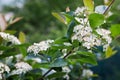 Black chokeberry blossoms Aronia melanocarpa in the garden