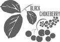 Black chokeberry fruit and flower vector illustration