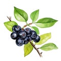 Black chokeberry watercolor. Branch Aronia berries, Black chokeberry