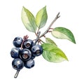 Black chokeberry watercolor. Branch Aronia berries, Black chokeberry