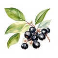 Black chokeberry watercolor. Branch Aronia berries, Black chokeberry