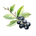 Black chokeberry watercolor. Branch Aronia berries, Black chokeberry