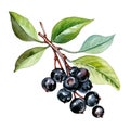 Black chokeberry watercolor. Branch Aronia berries, Black chokeberry