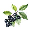 Black chokeberry watercolor. Branch Aronia berries, Black chokeberry