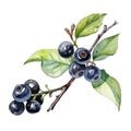 Black chokeberry watercolor. Branch Aronia berries, Black chokeberry