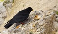 Black chough on the rock Royalty Free Stock Photo