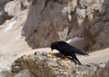 Black chough on the rock Royalty Free Stock Photo