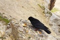 Black chough on the stony groung Royalty Free Stock Photo