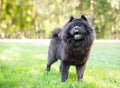 A black Chow Chow dog with a thick wooly coat
