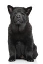 Black Chow chow puppy on white background