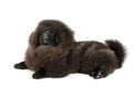 Black chow chow dog in studio Royalty Free Stock Photo