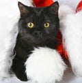 Black Christmas kitten. Royalty Free Stock Photo