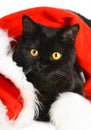 Black Christmas kitten. Royalty Free Stock Photo