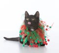 black christmas kitten Royalty Free Stock Photo