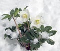 Black Christmas rose  Helleborus niger Royalty Free Stock Photo