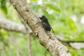 Black Cicada Palooza On A Avocado Tree Branch