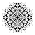 Black Circles Mandala Vector On White Background Illustrations