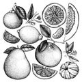 Vintage Ink hand drawn collection of citrus fruits. Vector drawings isolated on white background. Sketched illustration of highly