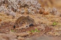 Black-clawed, Brush furred Rat Lophuromys melanonyx. A prey food species of the Ethiopian Wolf, Canis simensis. Endemic animal in