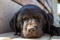 Black close up laid sleeping labrador retriever puppy face close up with sunlight on her nose Royalty Free Stock Photo